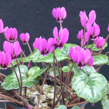 Cyclamen pseudibericum