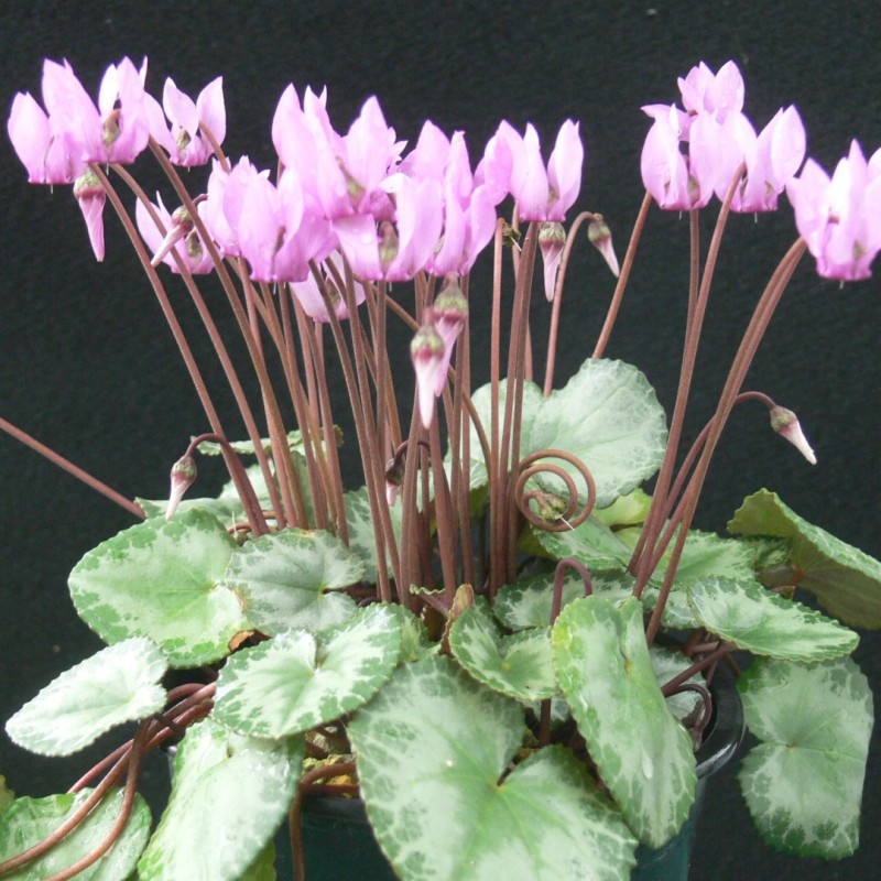 Cyclamen purpurascens Cyclamen purpurascens