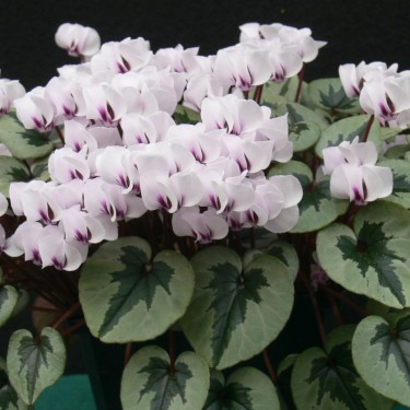 Cyclamen coum -Xmas Tree White- 