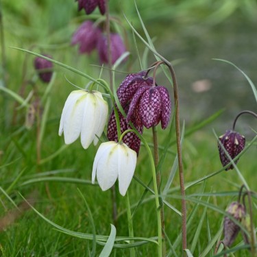 Fritillaria meleagris
