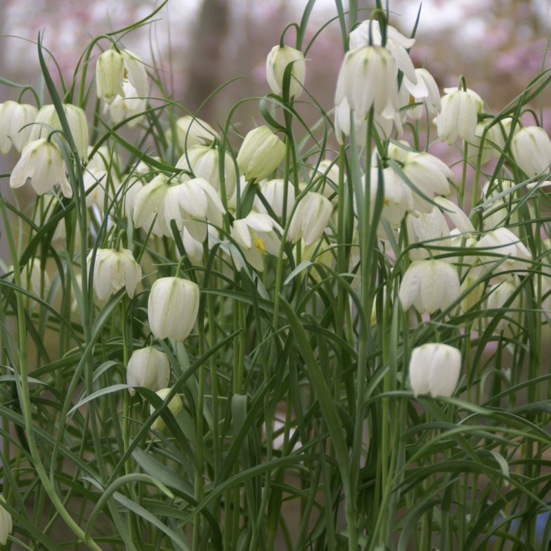 Fritillaria meleagris 'Alba' Fritillaria meleagris 'Alba'