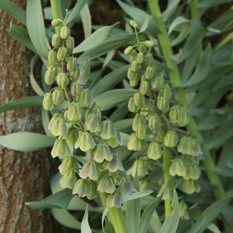Fritillaria persica 'Green Dreams' Fritillaria persica 'Green Dreams'