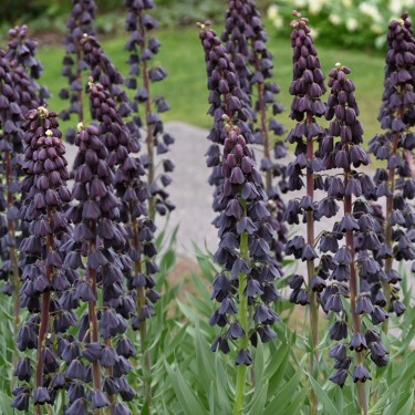 Fritillaria persica