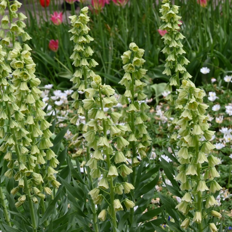 Fritillaria persica 'Ivory Bells' Fritillaria persica 'Ivory Bells'