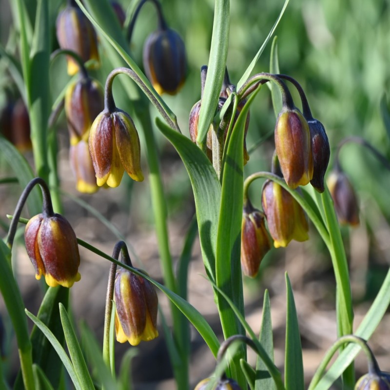Fritillaria uva-vulpis Fritillaria uva-vulpis