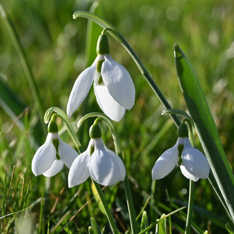 Galanthus elwesii var. elwesii