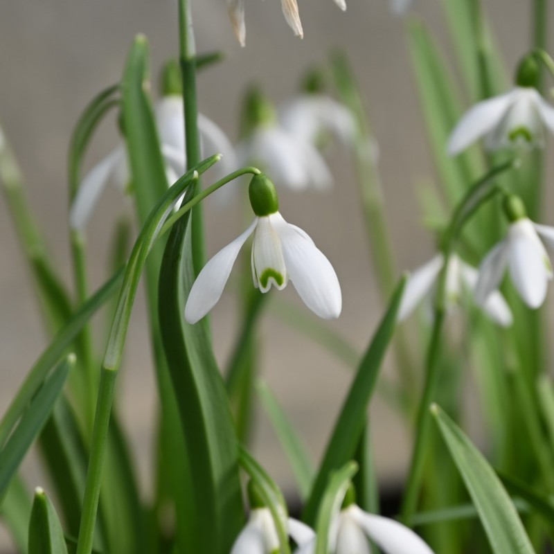 Galanthus 'Straffan' Galanthus 'Straffan'