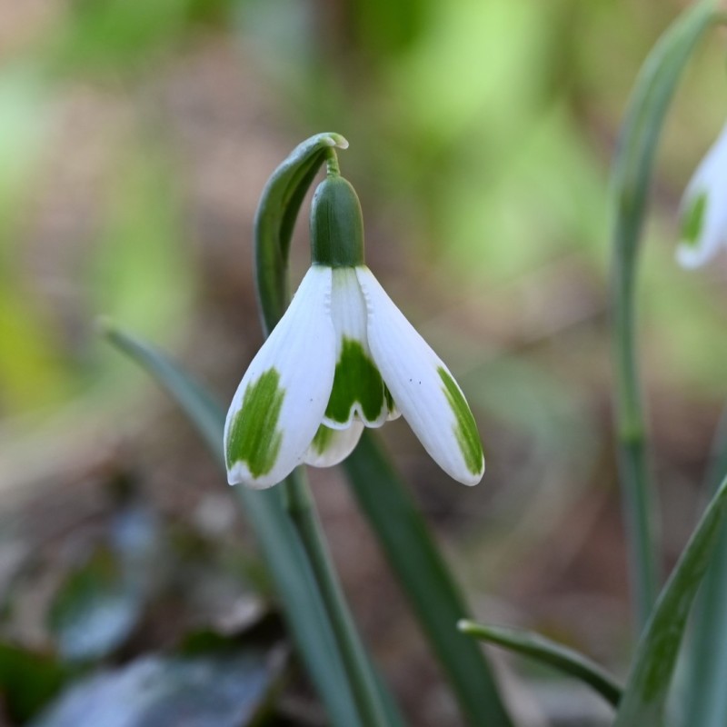 Galanthus 'Green of Hearts' Galanthus 'Green of Hearts'