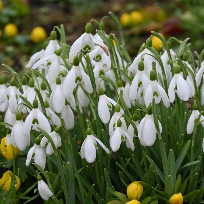Galanthus nivalis Galanthus nivalis