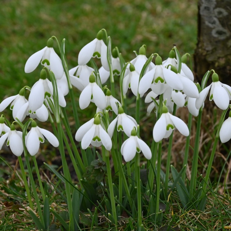 Galanthus 'S. Arnott' Galanthus 'S. Arnott'