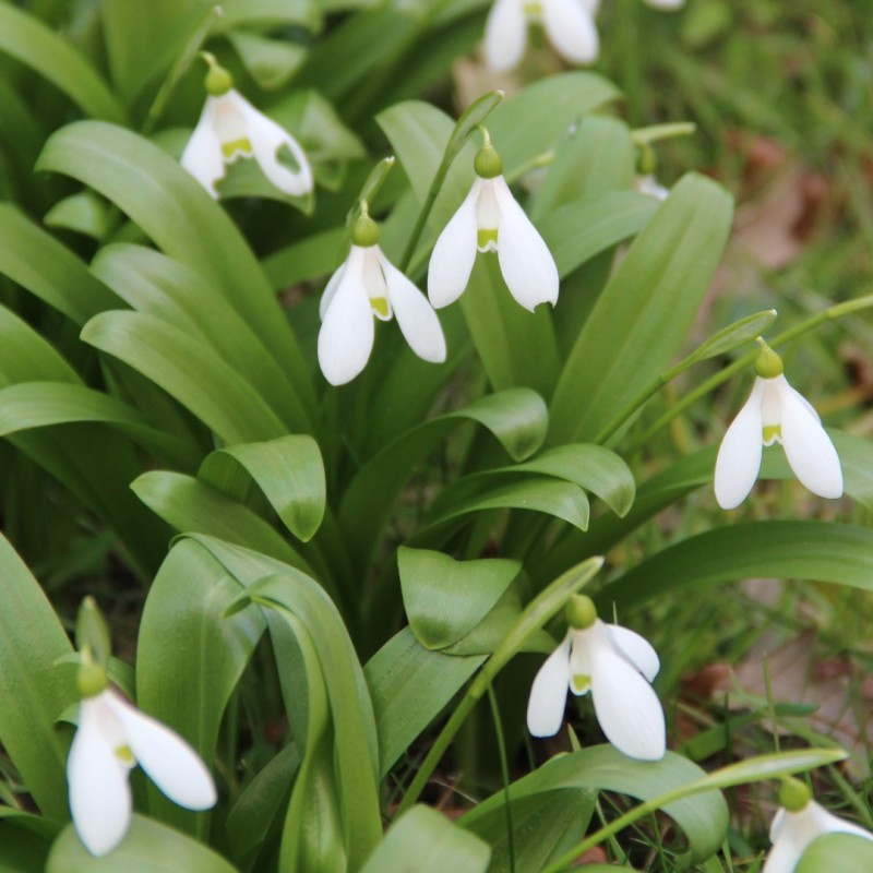 Galanthus woronowii Galanthus woronowii