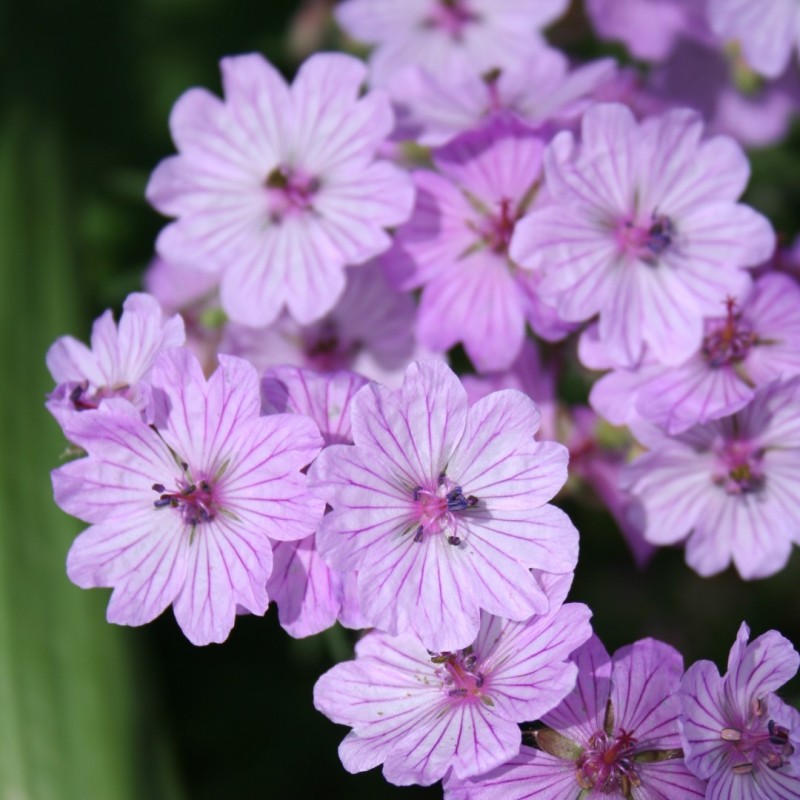 Geranium macrostylum Geranium macrostylum