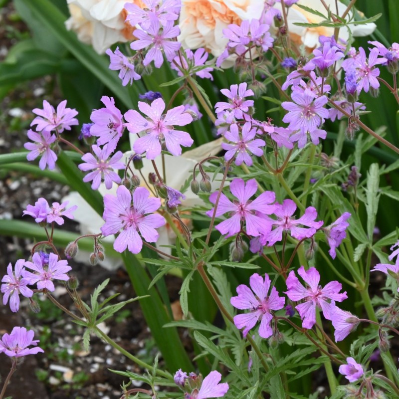 Geranium tuberosum Geranium tuberosum