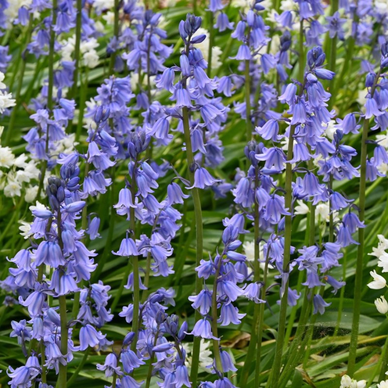 Hyacinthoides hispanica -blauw-. Hyacinthoides hispanica -blauw-.