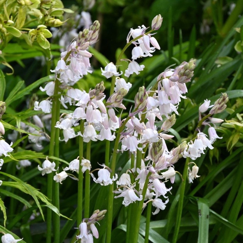 Hyacinthoides x massartiana 'Meike' Hyacinthoides x massartiana 'Meike'
