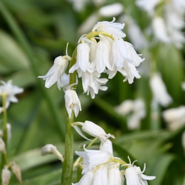 Hyacinthoides non-scripta 'Alba' Hyacinthoides non-scripta 'Alba'