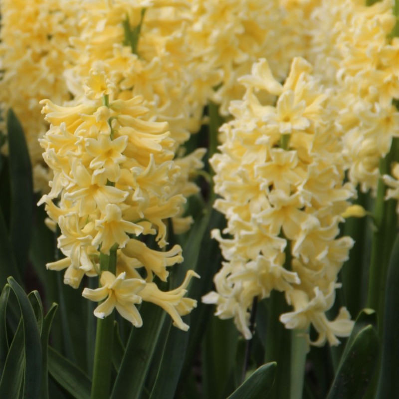 Hyacinthus orientalis 'Yellow Queen' Hyacinthus orientalis 'Yellow Queen'