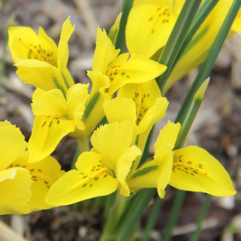 Iris danfordiae Iris danfordiae