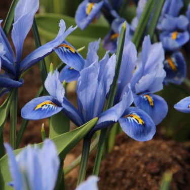 Iris reticulata 'Alida' Iris reticulata 'Alida'