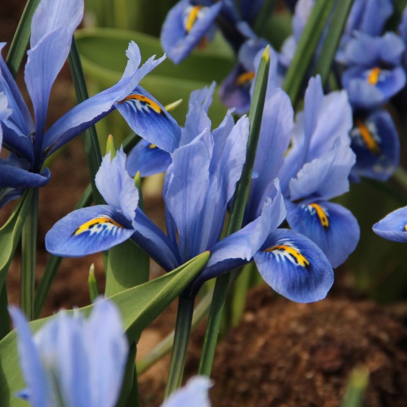 Iris reticulata 'Alida' Iris reticulata 'Alida'