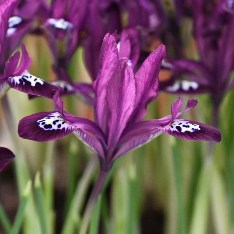 Iris reticulata 'Pauline' Iris reticulata 'Pauline'