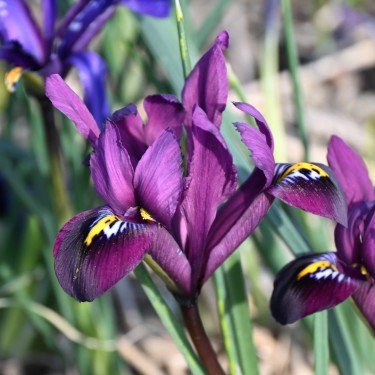 Iris reticulata 'Purple Hill'