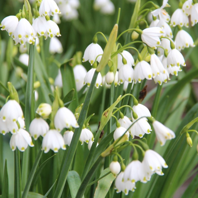 Leucojum aestivum 'Gravetye Giant' Leucojum aestivum 'Gravetye Giant'