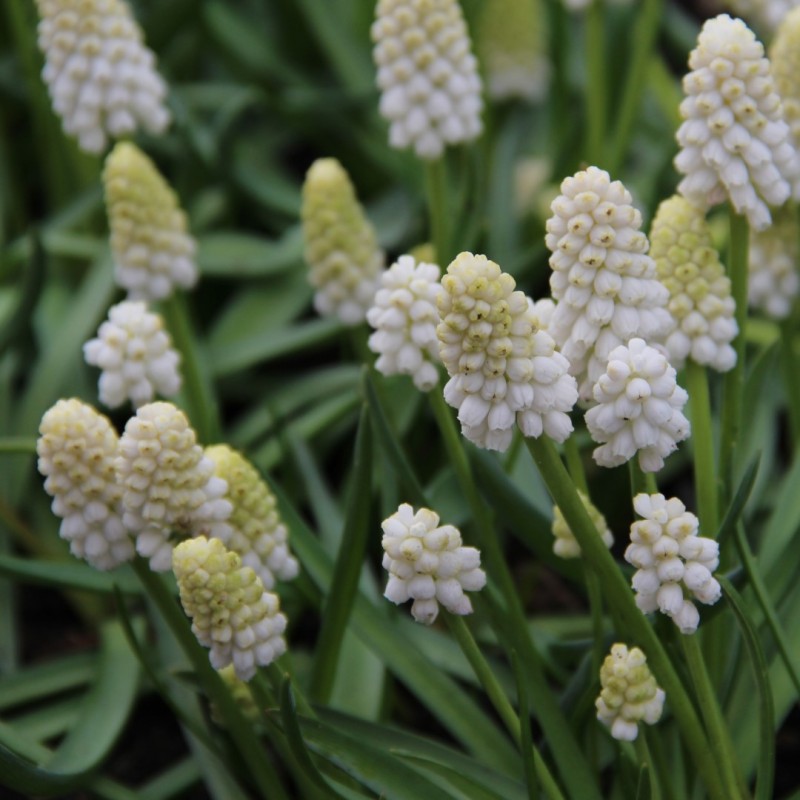 Muscari aucheri 'White Magic' Muscari aucheri 'White Magic'