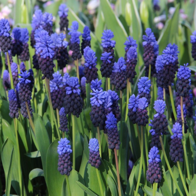 Muscari latifolium Muscari latifolium