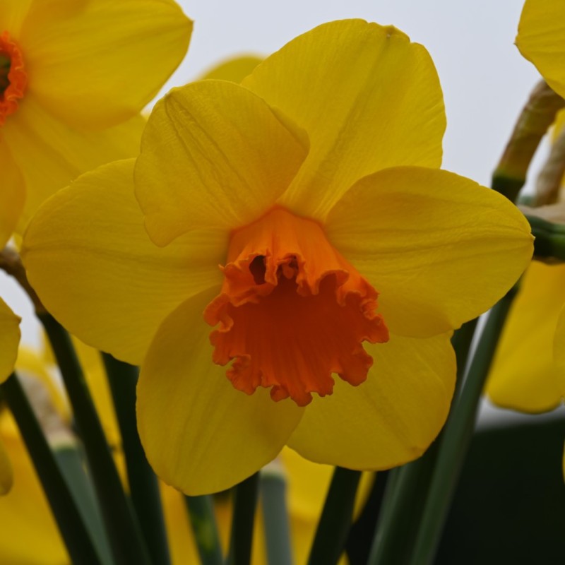 Narcissus 'Classic Garden' | Official site of Peter C. Nijssen