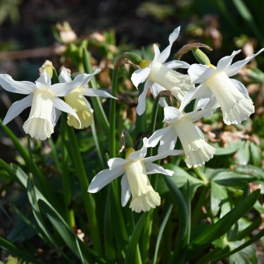 Narcissus 'Elka'