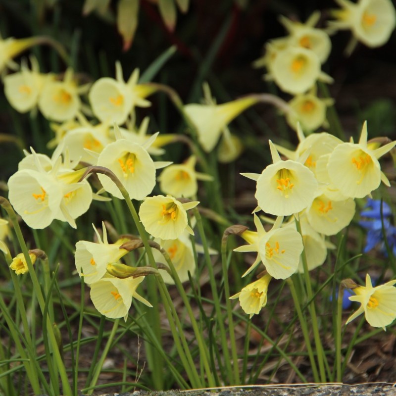 Narcissus 'Julia Jane' Narcissus 'Julia Jane'
