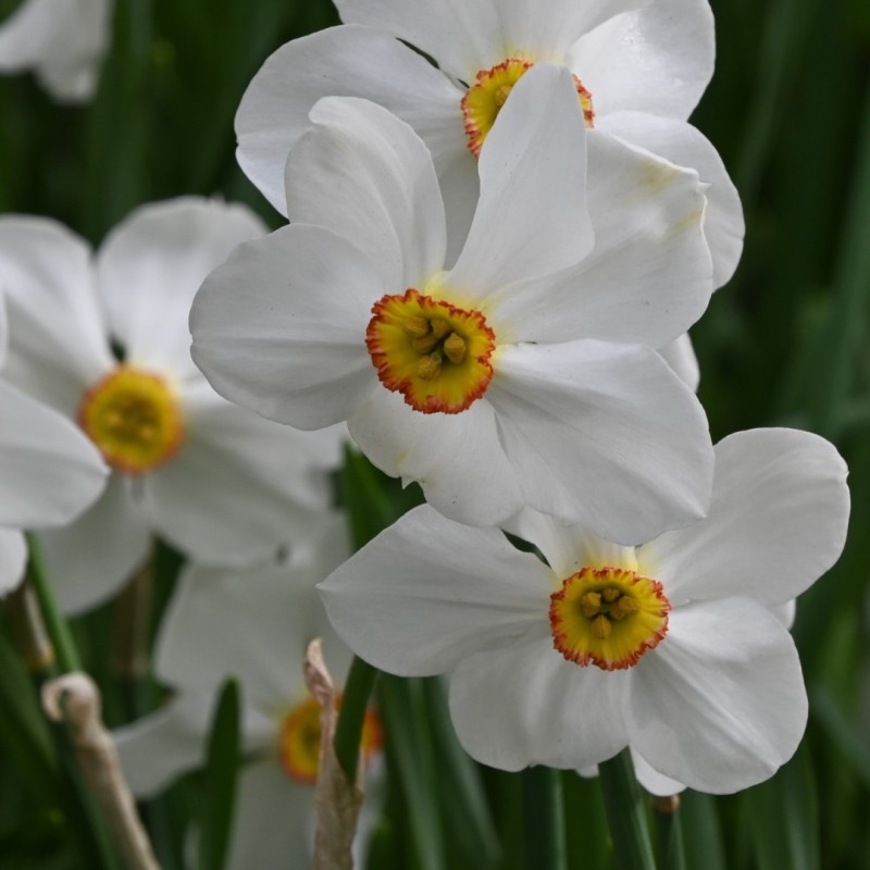Narcissus 'Actaea' Narcissus 'Actaea'