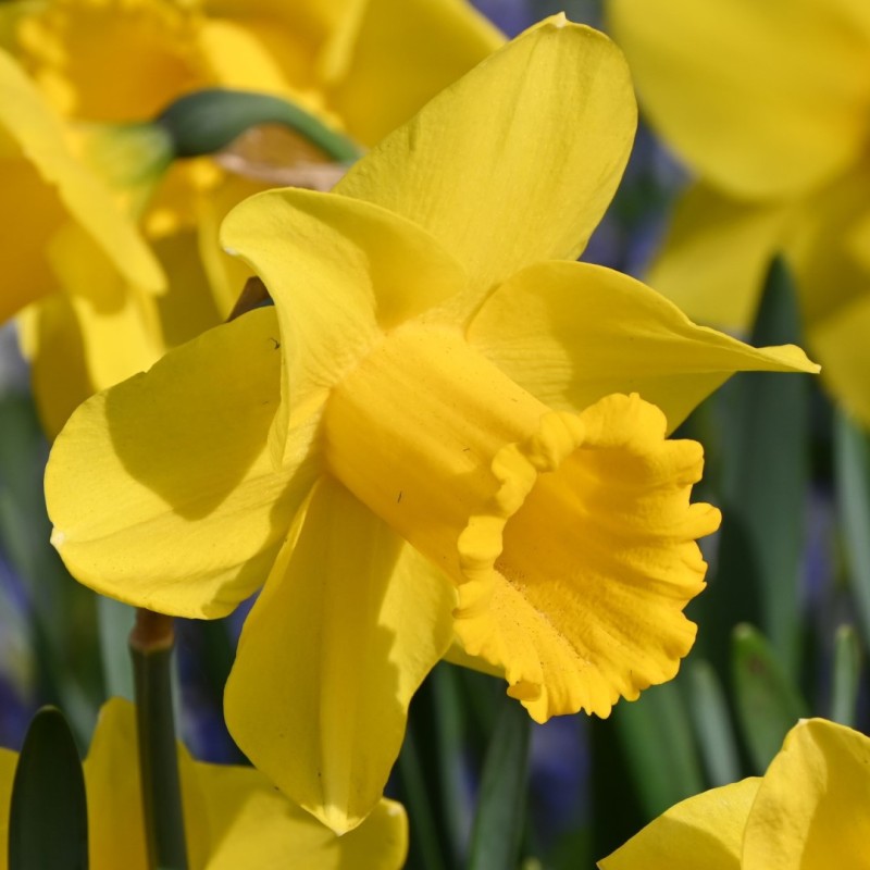 Narcissus 'Arkle' Narcissus 'Arkle'