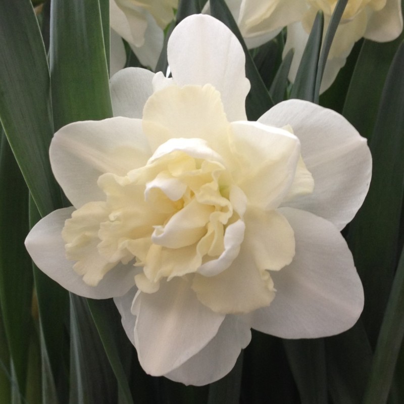 Narcissus 'Easter Born' Narcissus 'Easter Born'