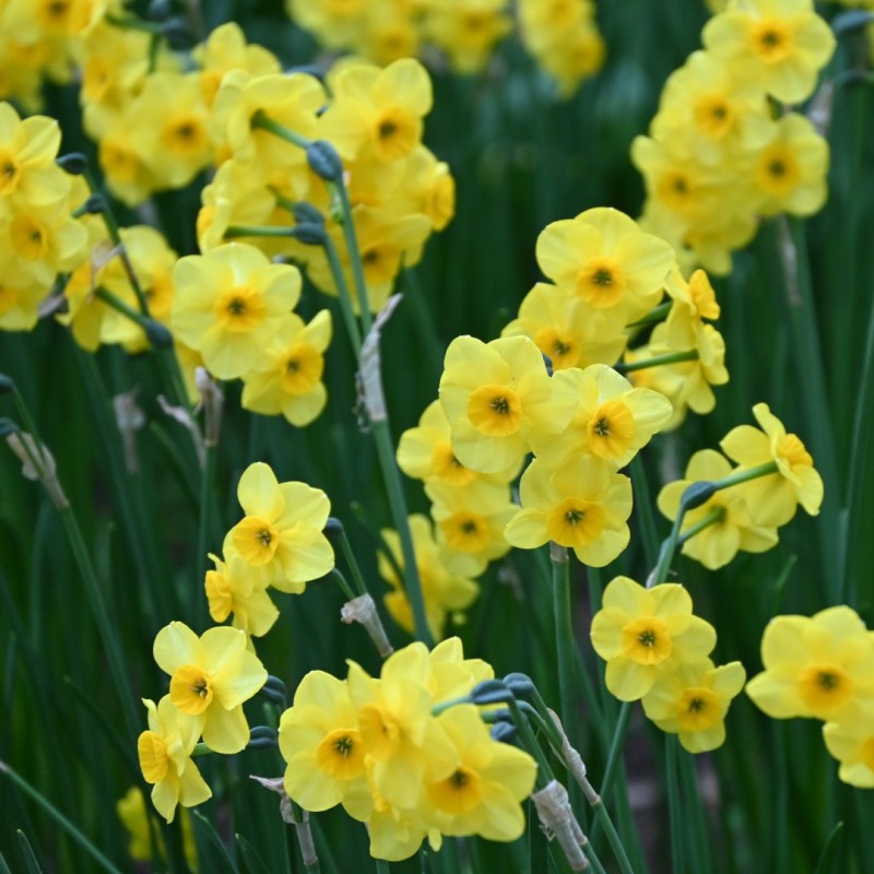 Narcissus 'Kokopellii' Narcissus 'Kokopellii'