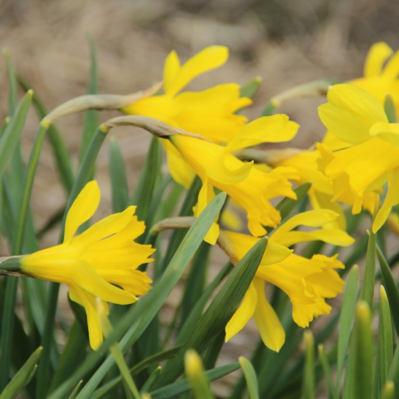 Narcissus 'Little Gem' Narcissus 'Little Gem'
