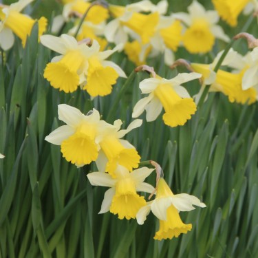 Narcissus pseudonarcissus subsp. lobularis