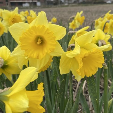 Narcissus 'Rijnveld's Early Sensation'