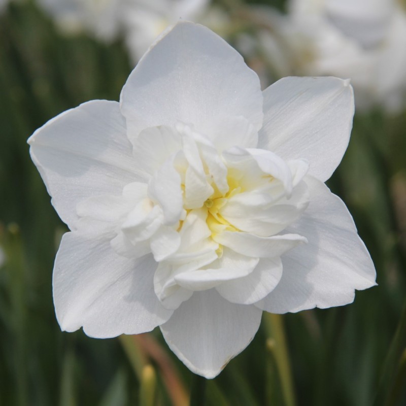 Narcissus 'Snowball' Narcissus 'Snowball'
