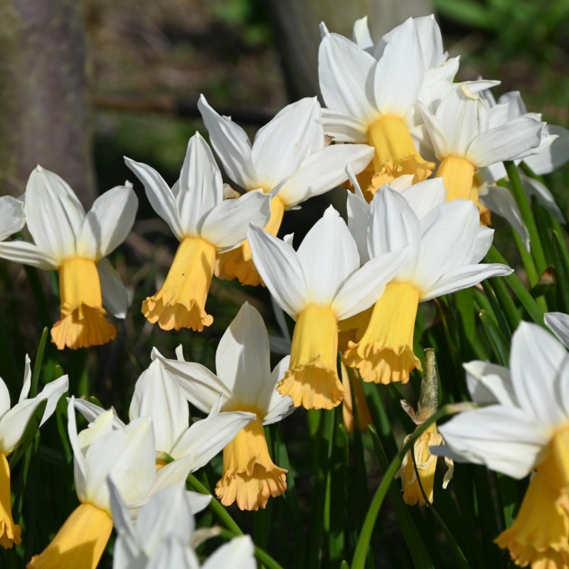 Narcissus 'Winter Waltz' Narcissus 'Winter Waltz'