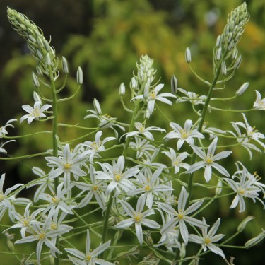 Ornithogalum ponticum 'Sochi'