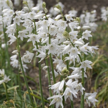 Ornithogalum reverchonii