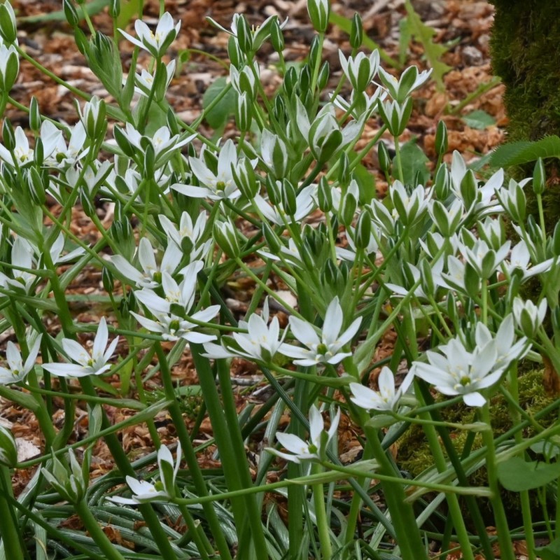 Ornithogalum umbellatum Ornithogalum umbellatum