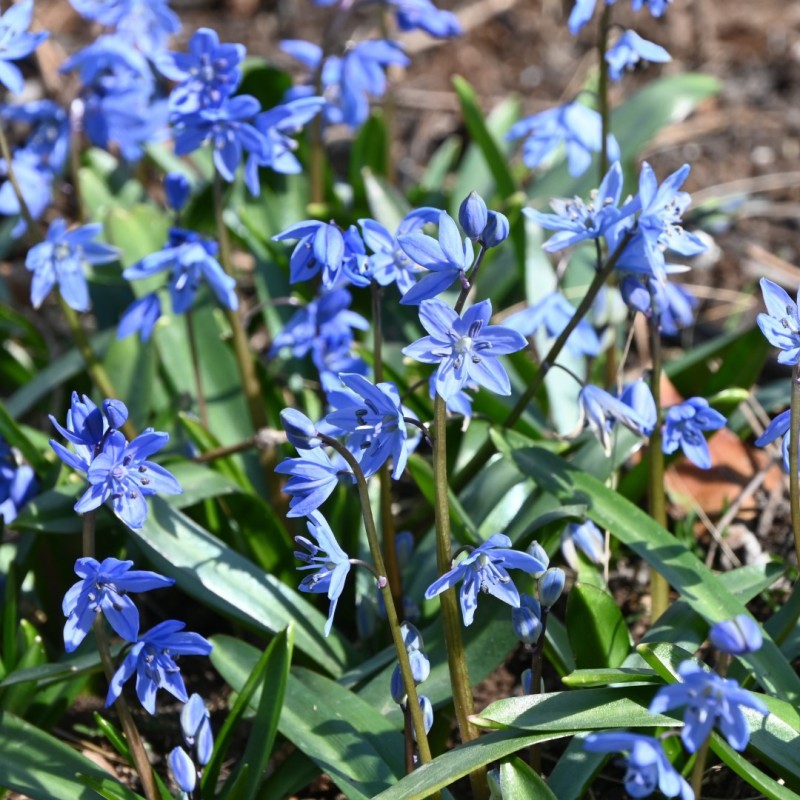 Scilla melaina Scilla melaina