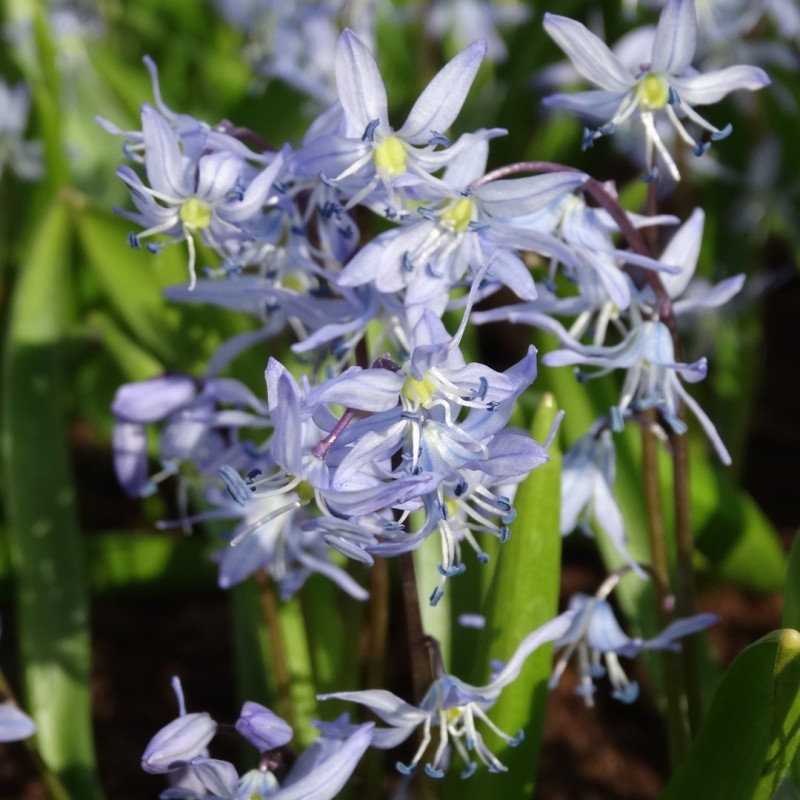 Scilla mesopotamica Scilla mesopotamica