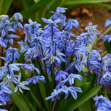 Scilla siberica Scilla siberica