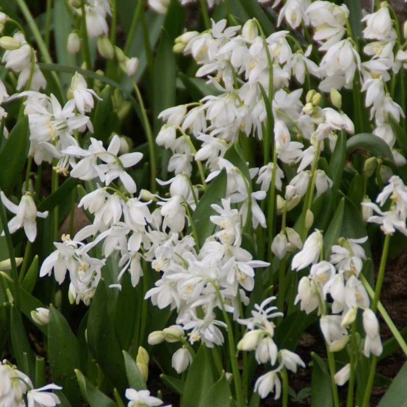 Scilla siberica 'Alba' Scilla siberica 'Alba'