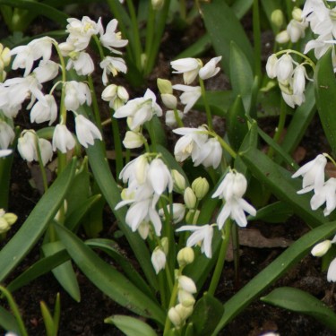 Scilla siberica 'Alba' Scilla siberica 'Alba'