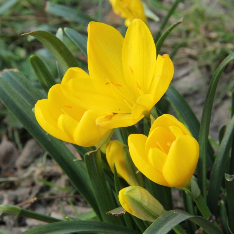 Sternbergia lutea Sternbergia lutea